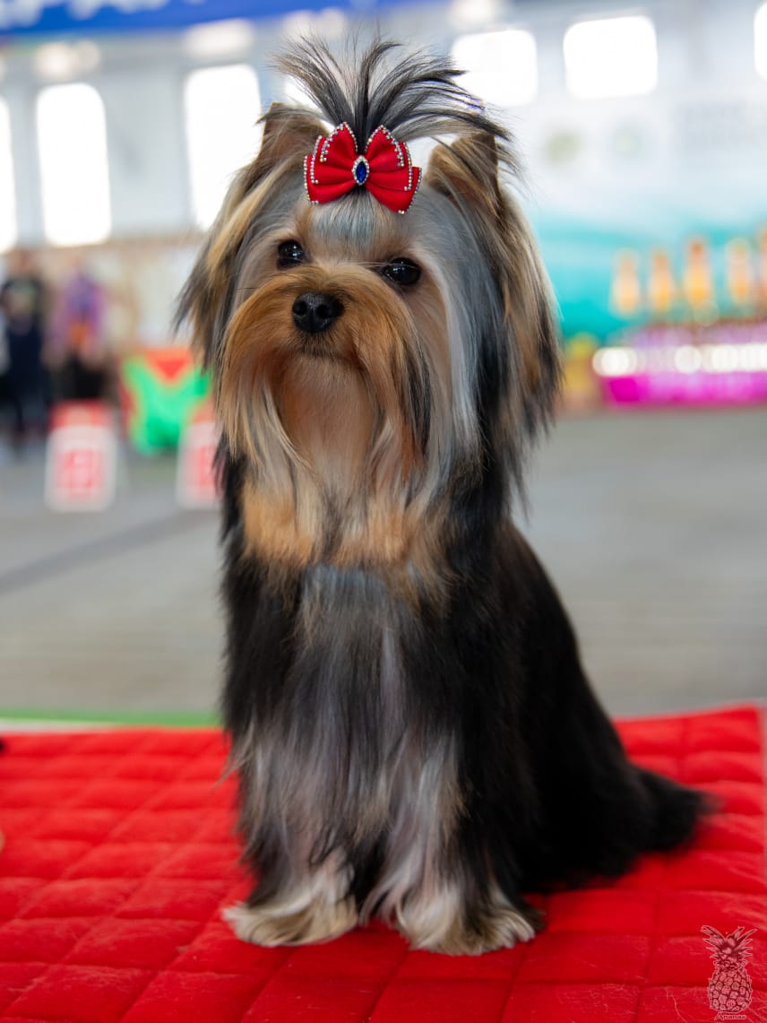 OLIS BEAUTY OLIS BEAUTY DAENERYS &mdash; Labaza DogPedigree YorkshireTerrier